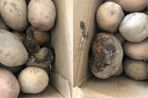 明知故犯！隔夜蟹、變質(zhì)土豆上了消費(fèi)者餐桌，誰給的勇氣